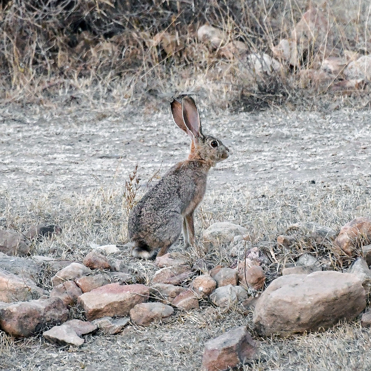 Абиссинский заяц (Lepus habessinicus) Фото №3