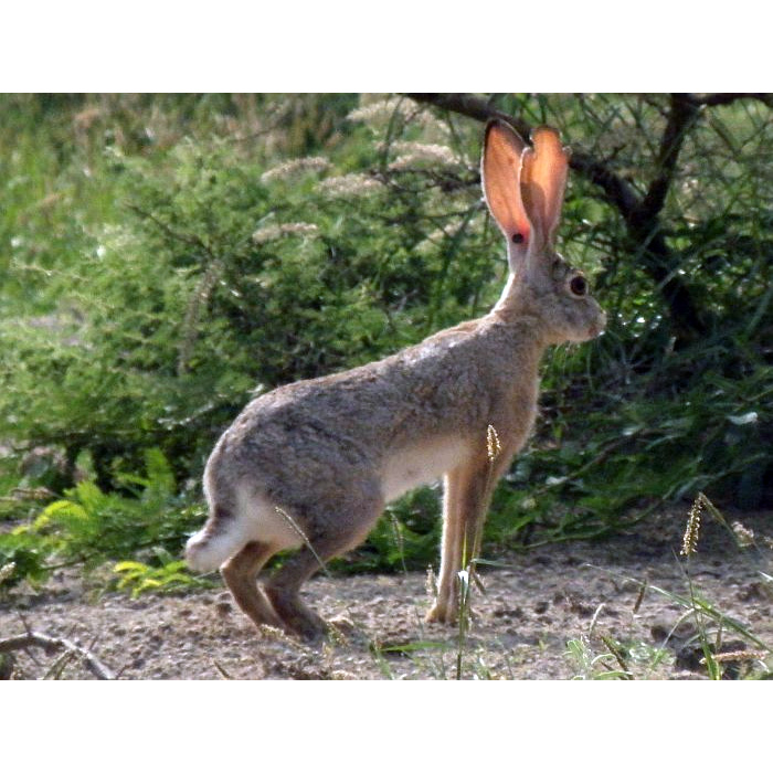 Абиссинский заяц (Lepus habessinicus) Фото №5