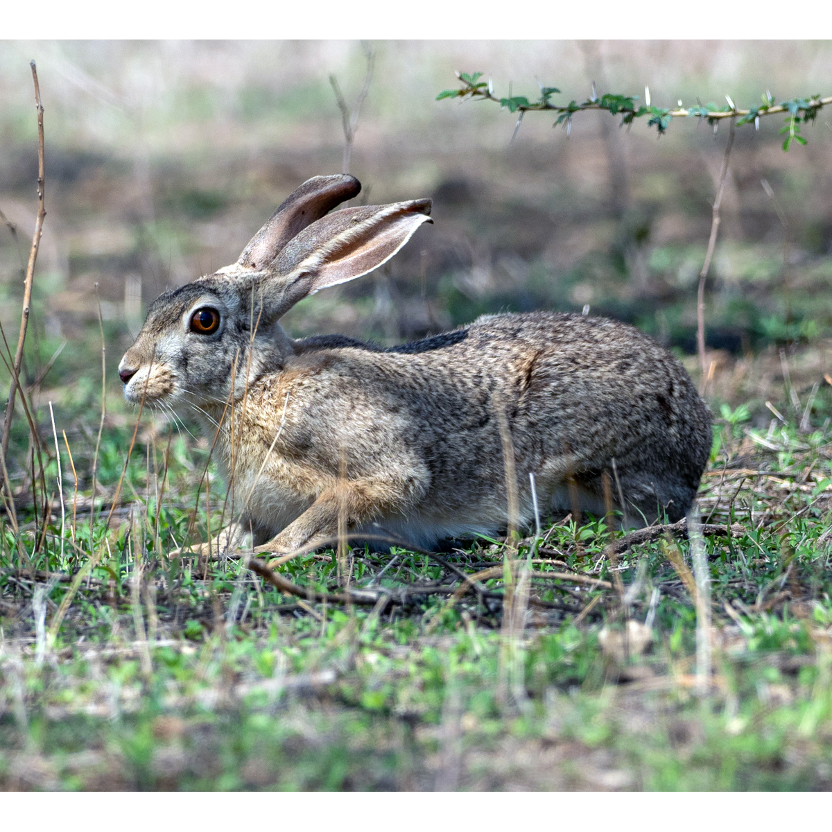 Абиссинский заяц (Lepus habessinicus) Фото №6