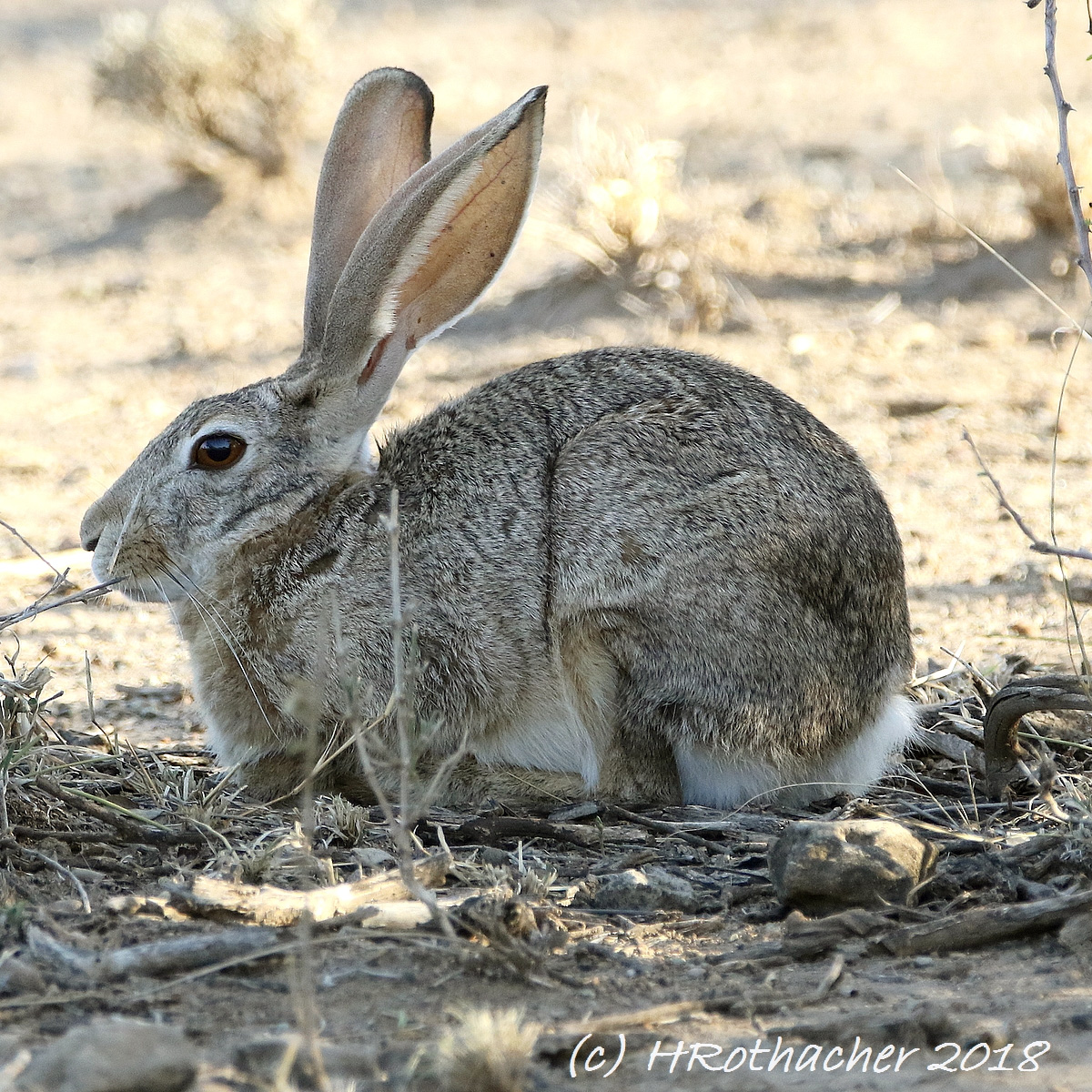 Абиссинский заяц (Lepus habessinicus) Фото №7