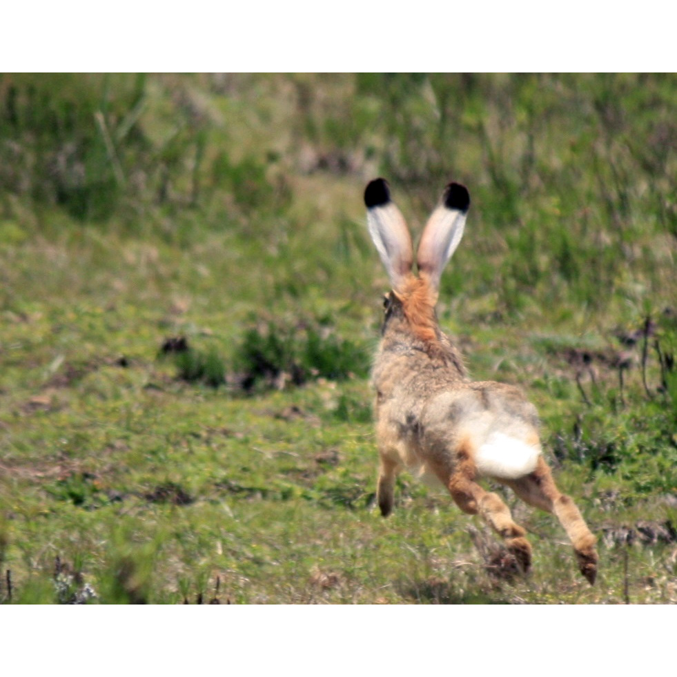 Абиссинский заяц (Lepus habessinicus) Фото №9
