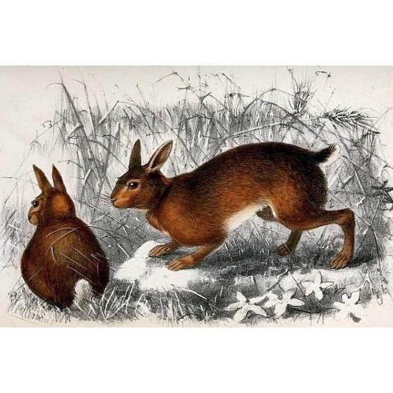 Хайнаньский заяц (Lepus hainanus) Фото №2