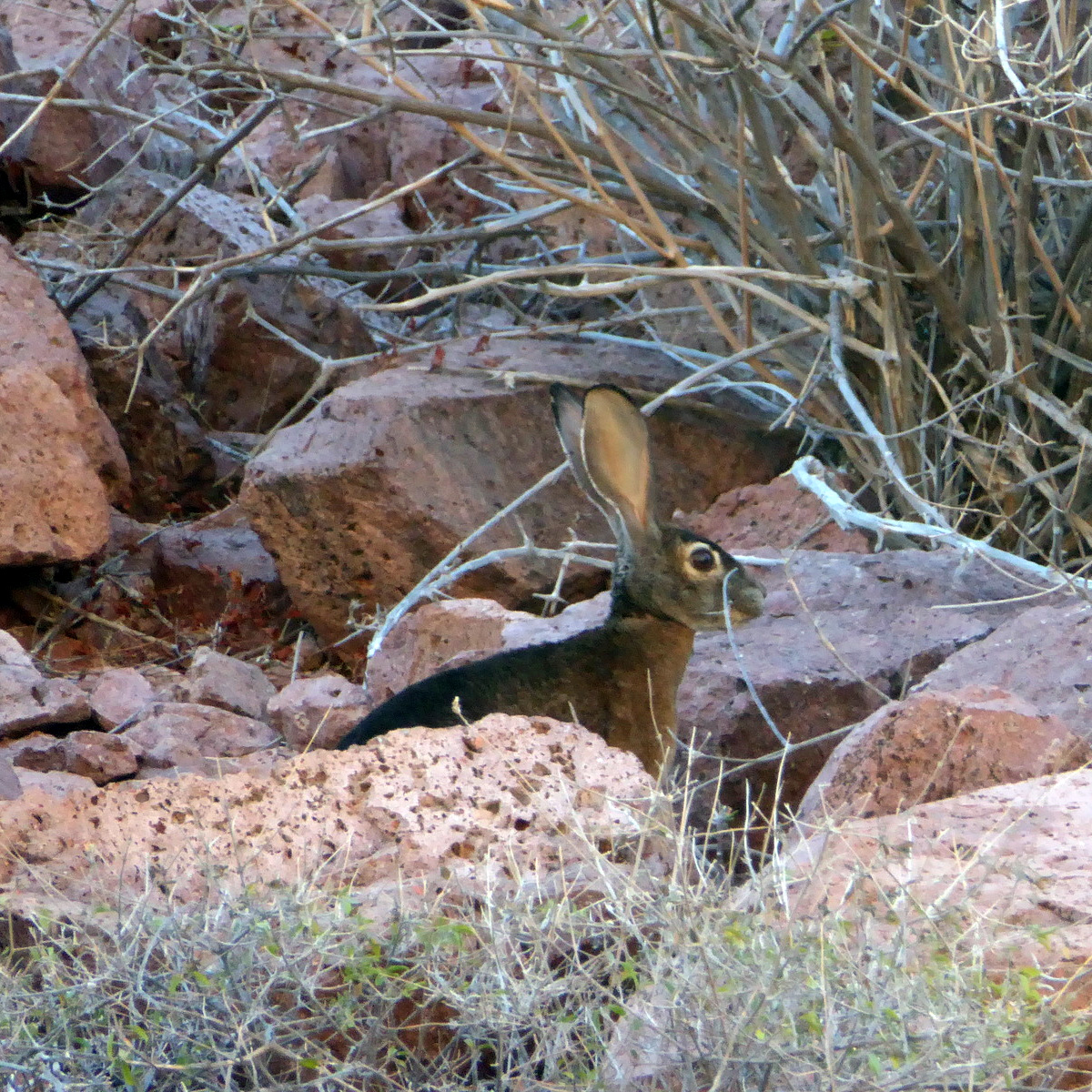 Чернобурый заяц (Lepus insularis) Фото №10