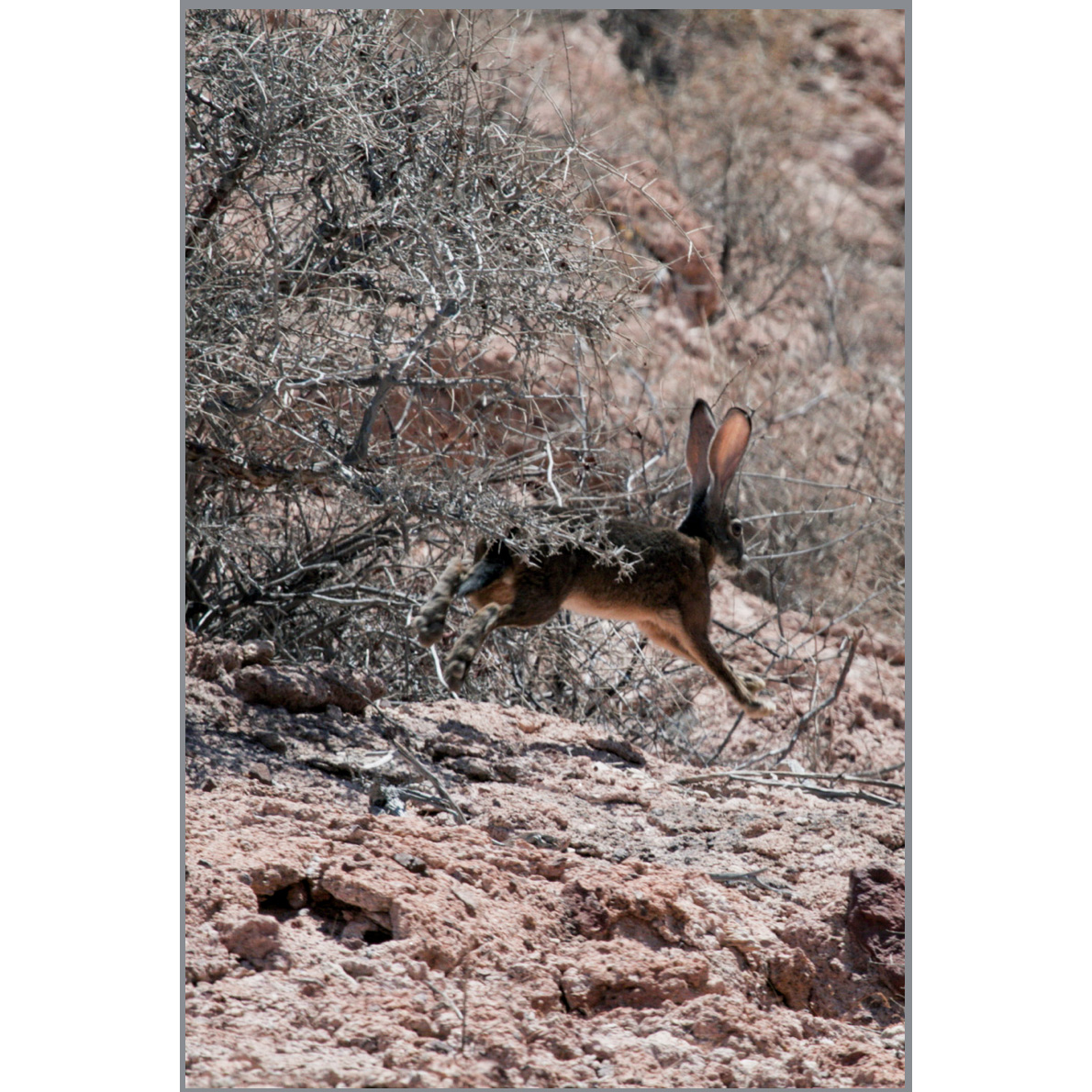 Чернобурый заяц (Lepus insularis) Фото №8