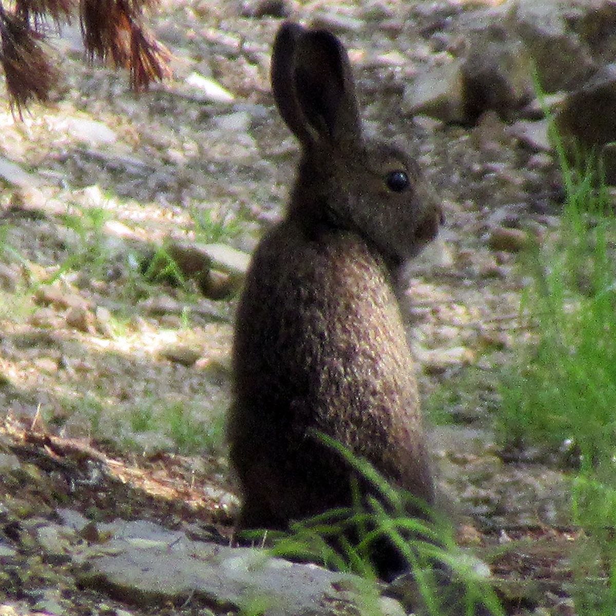 Маньчжурский заяц (Lepus mandshuricus) Фото №2