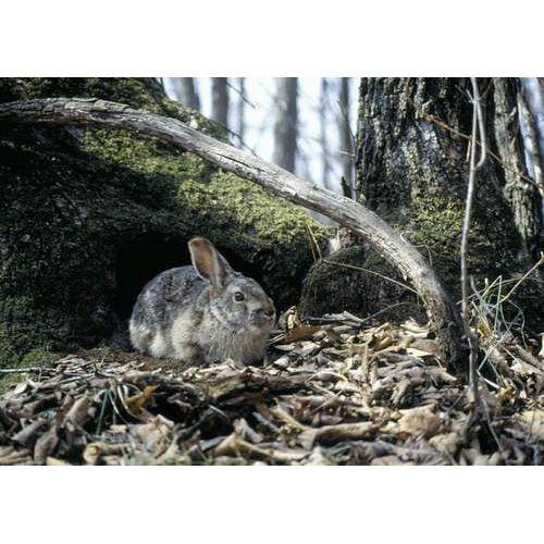 Маньчжурский заяц (Lepus mandshuricus) Фото №3