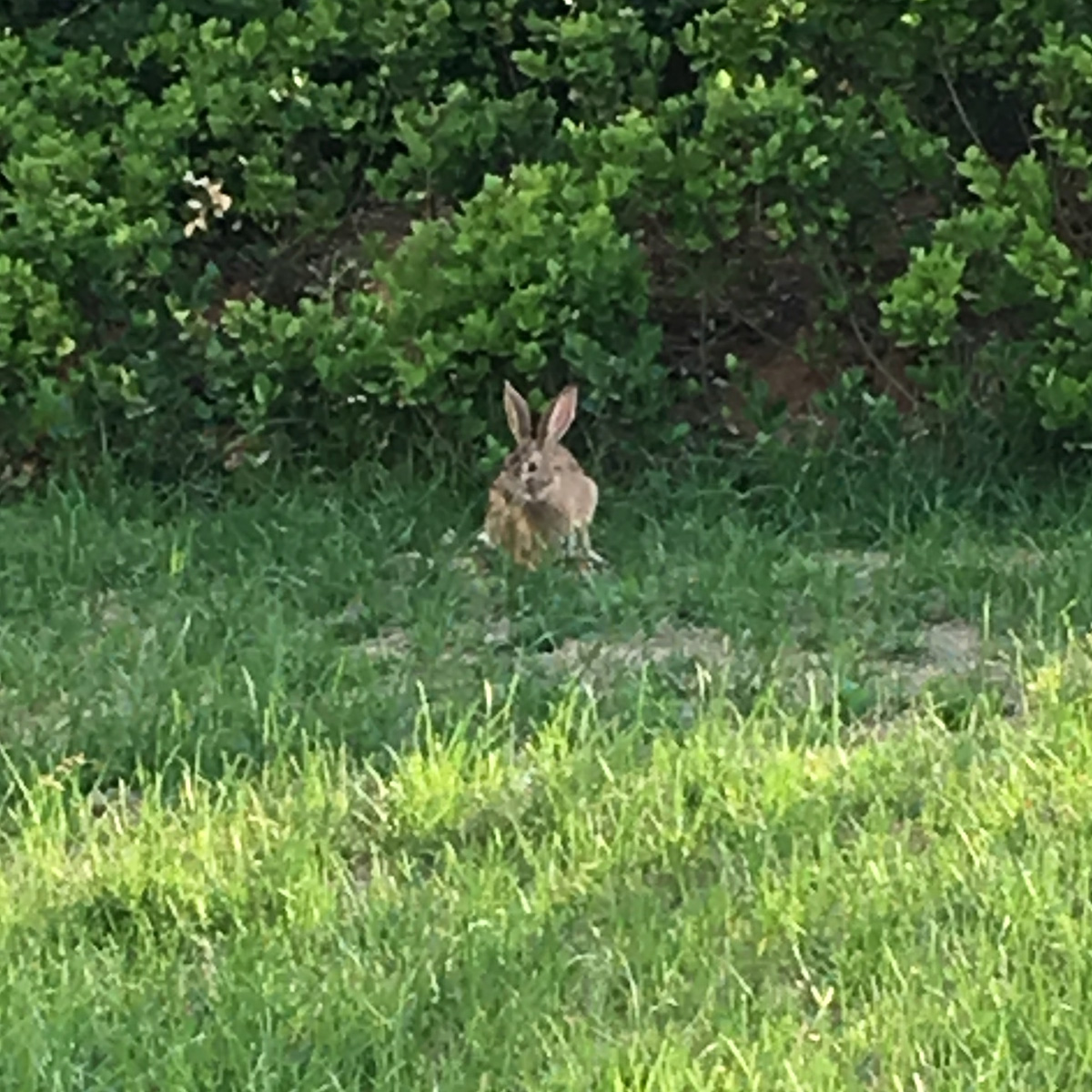 Маньчжурский заяц (Lepus mandshuricus) Фото №4