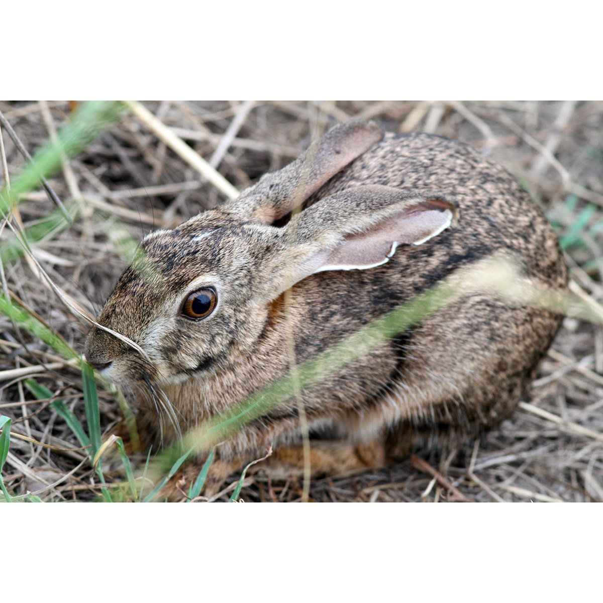 African Savanna Hare (Lepus microtis) Фото №10