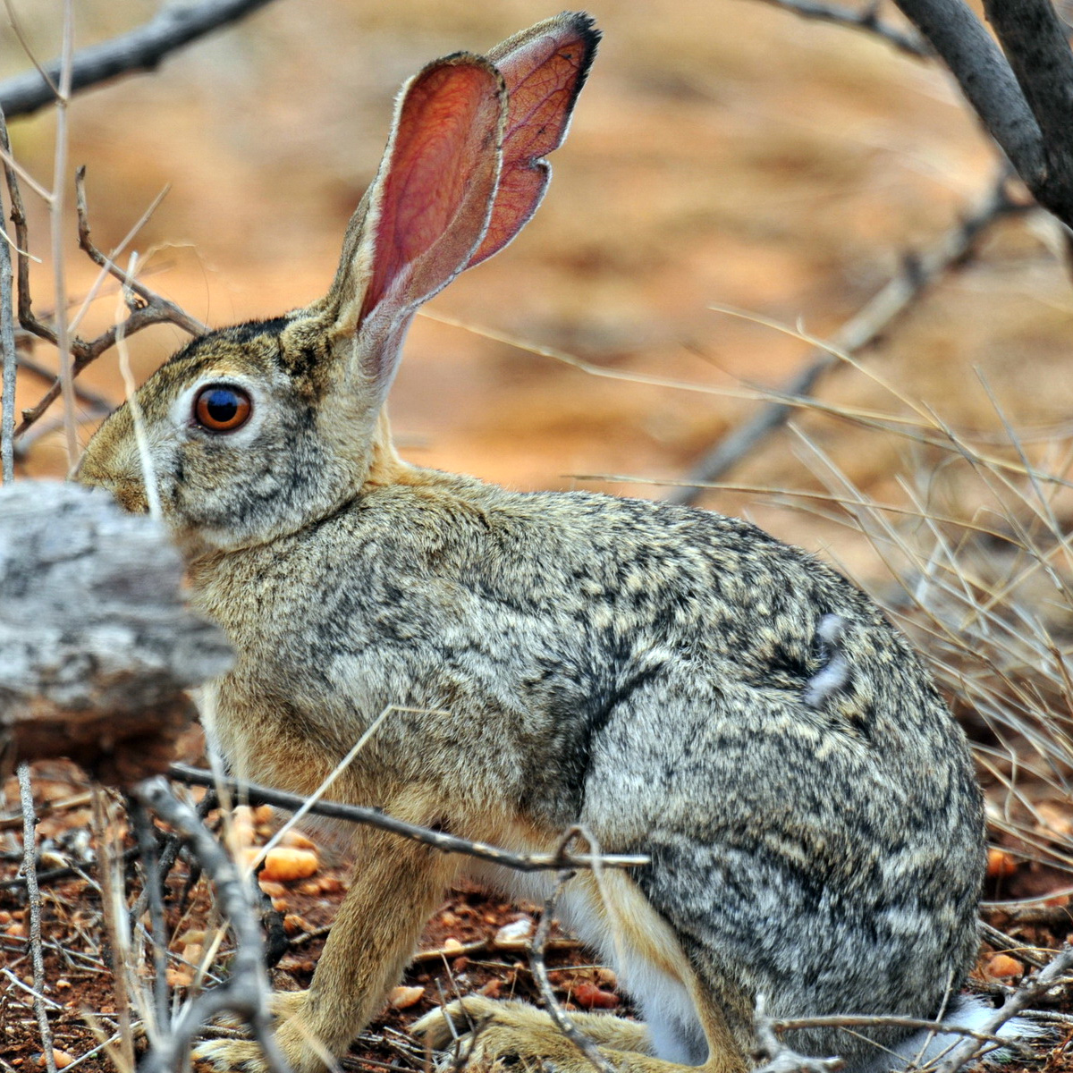African Savanna Hare (Lepus microtis) Фото №2