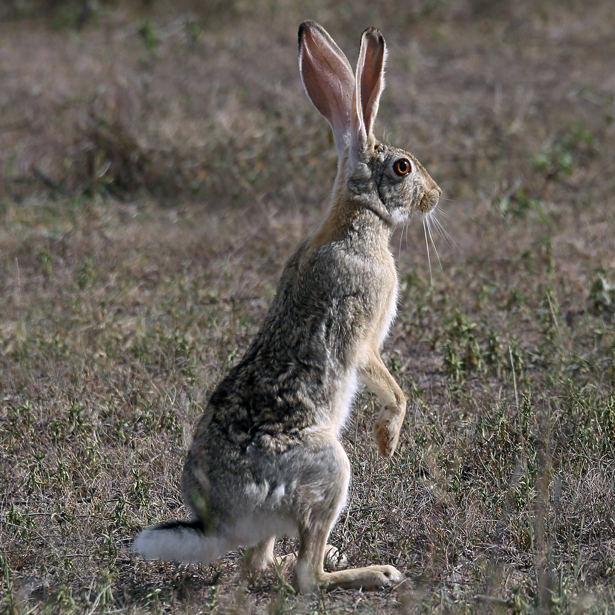 African Savanna Hare (Lepus microtis) Фото №3
