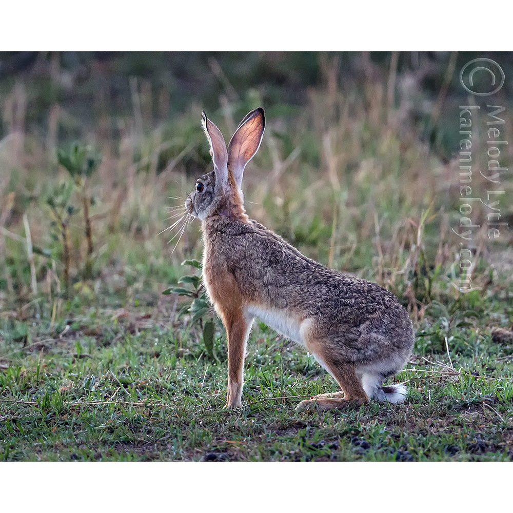 African Savanna Hare (Lepus microtis) Фото №4