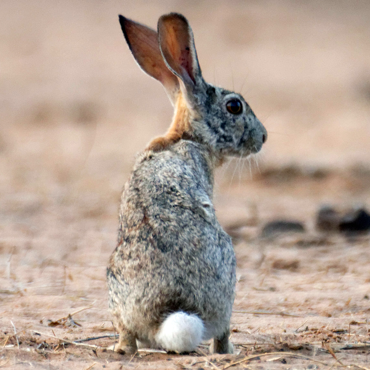 African Savanna Hare (Lepus microtis) Фото №5