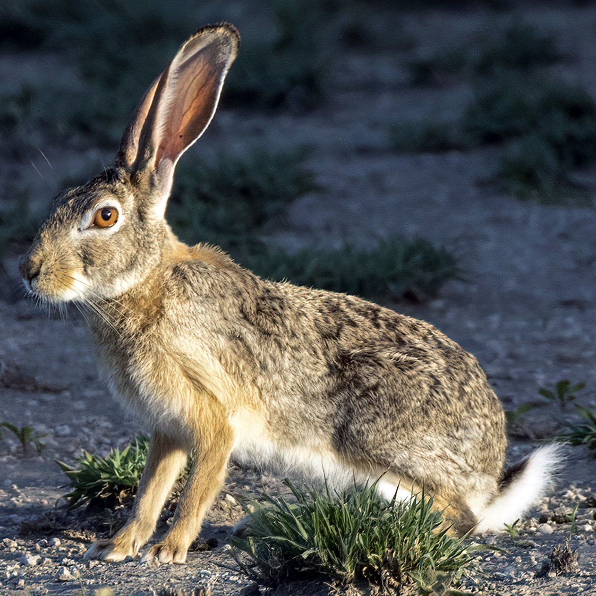 African Savanna Hare (Lepus microtis) Фото №6
