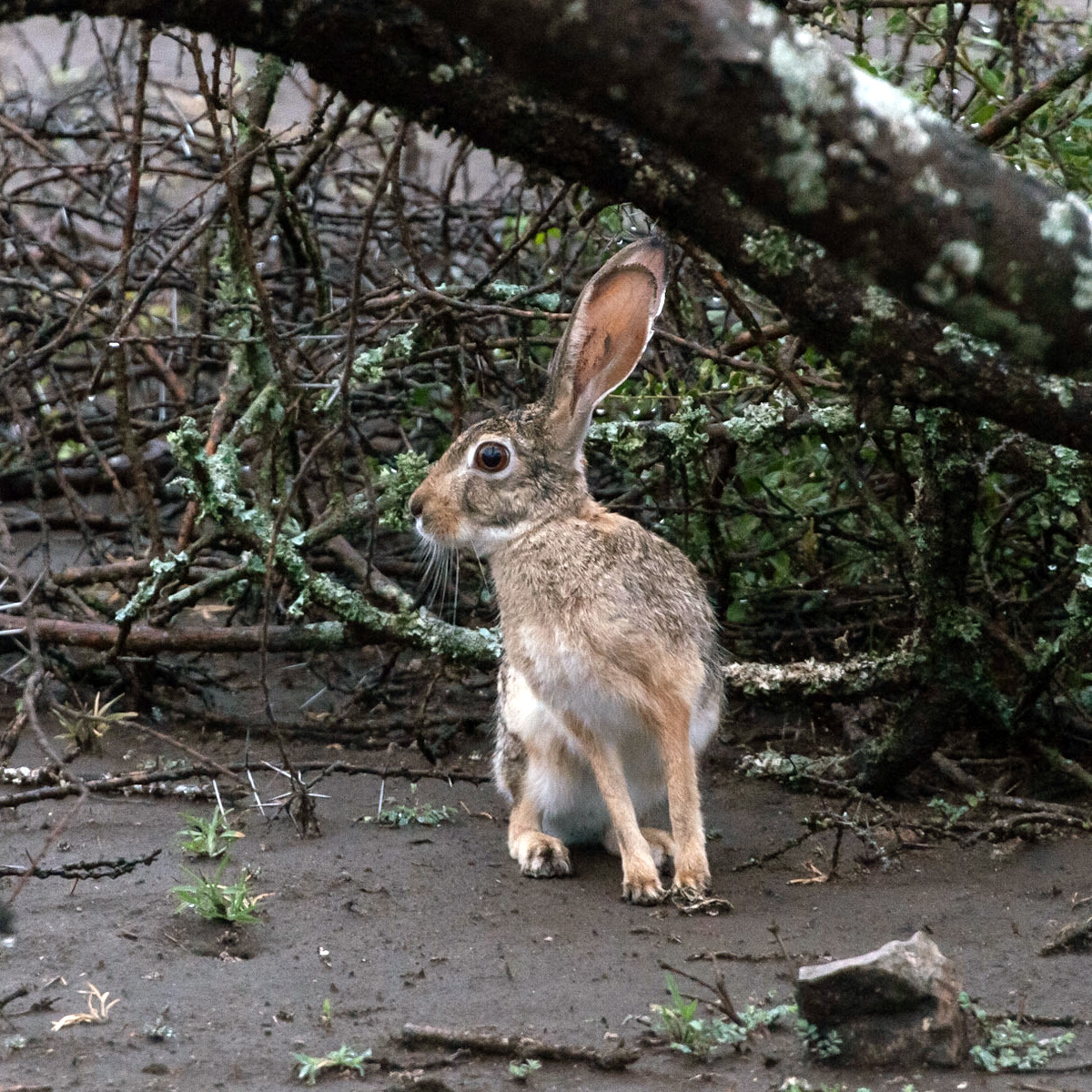 African Savanna Hare (Lepus microtis) Фото №8