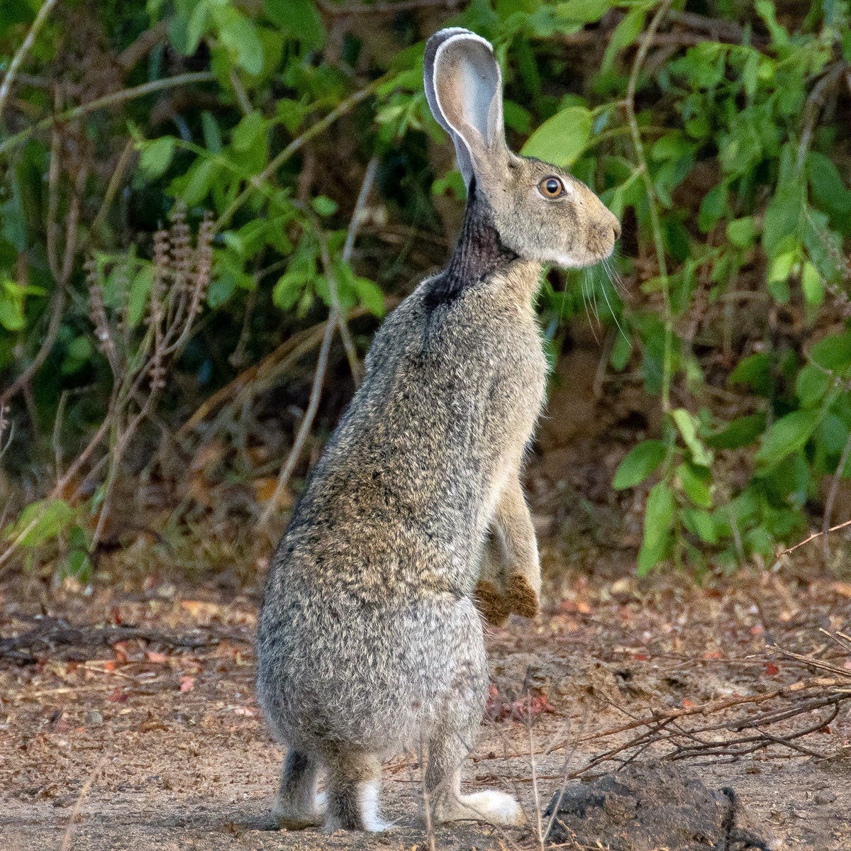 Темношейный заяц (Lepus nigricollis) Фото №7