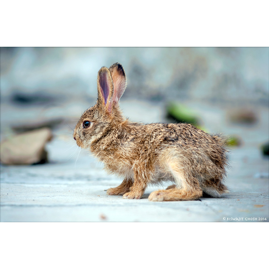 Темношейный заяц (Lepus nigricollis) Фото №8