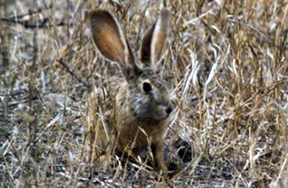 Lepus nigricollis ruficaudatus