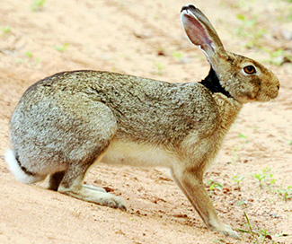 Lepus nigricollis singhala