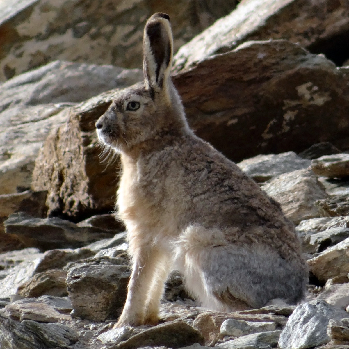 Курчавый заяц (Lepus oiostolus) Фото №2