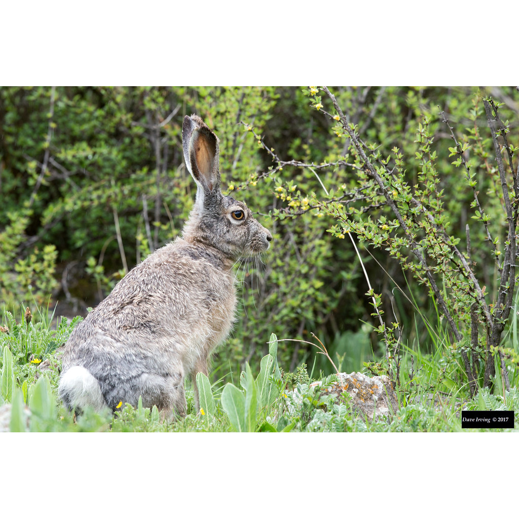Курчавый заяц (Lepus oiostolus) Фото №3