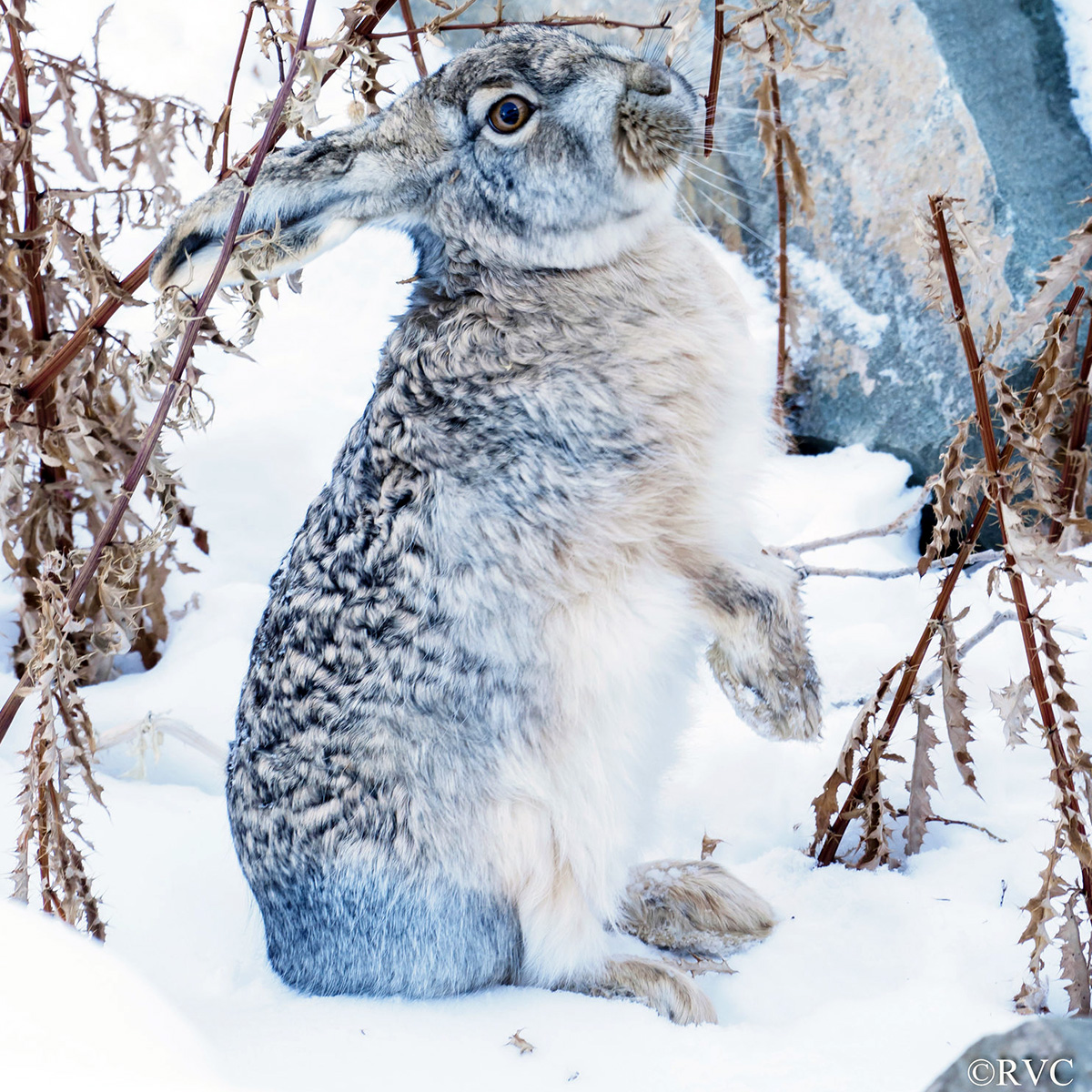 Курчавый заяц (Lepus oiostolus) Фото №6