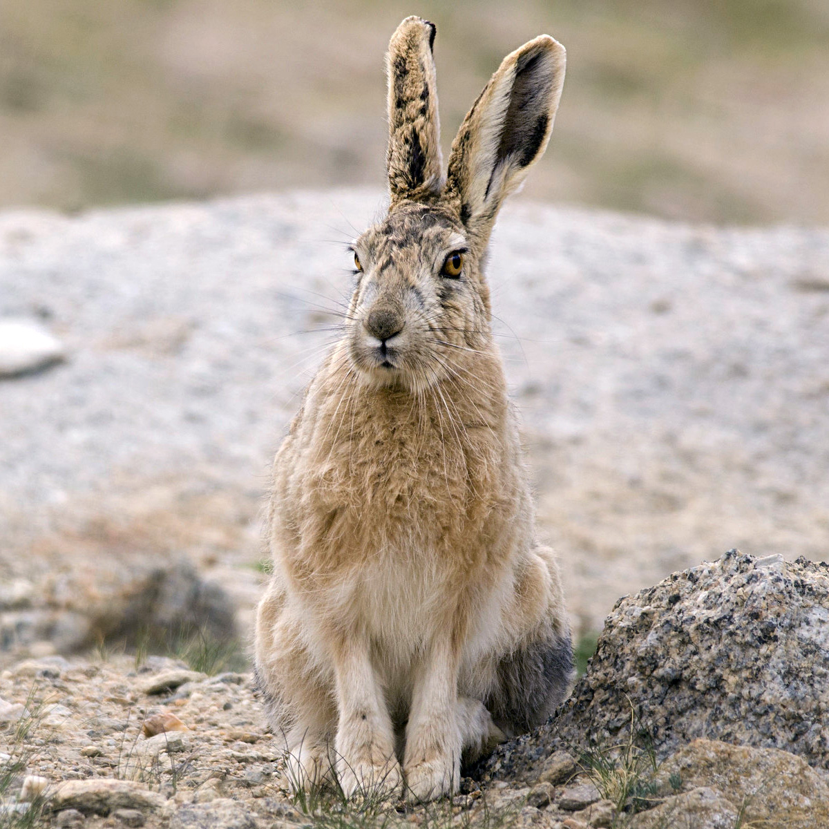 Курчавый заяц (Lepus oiostolus) Фото №7