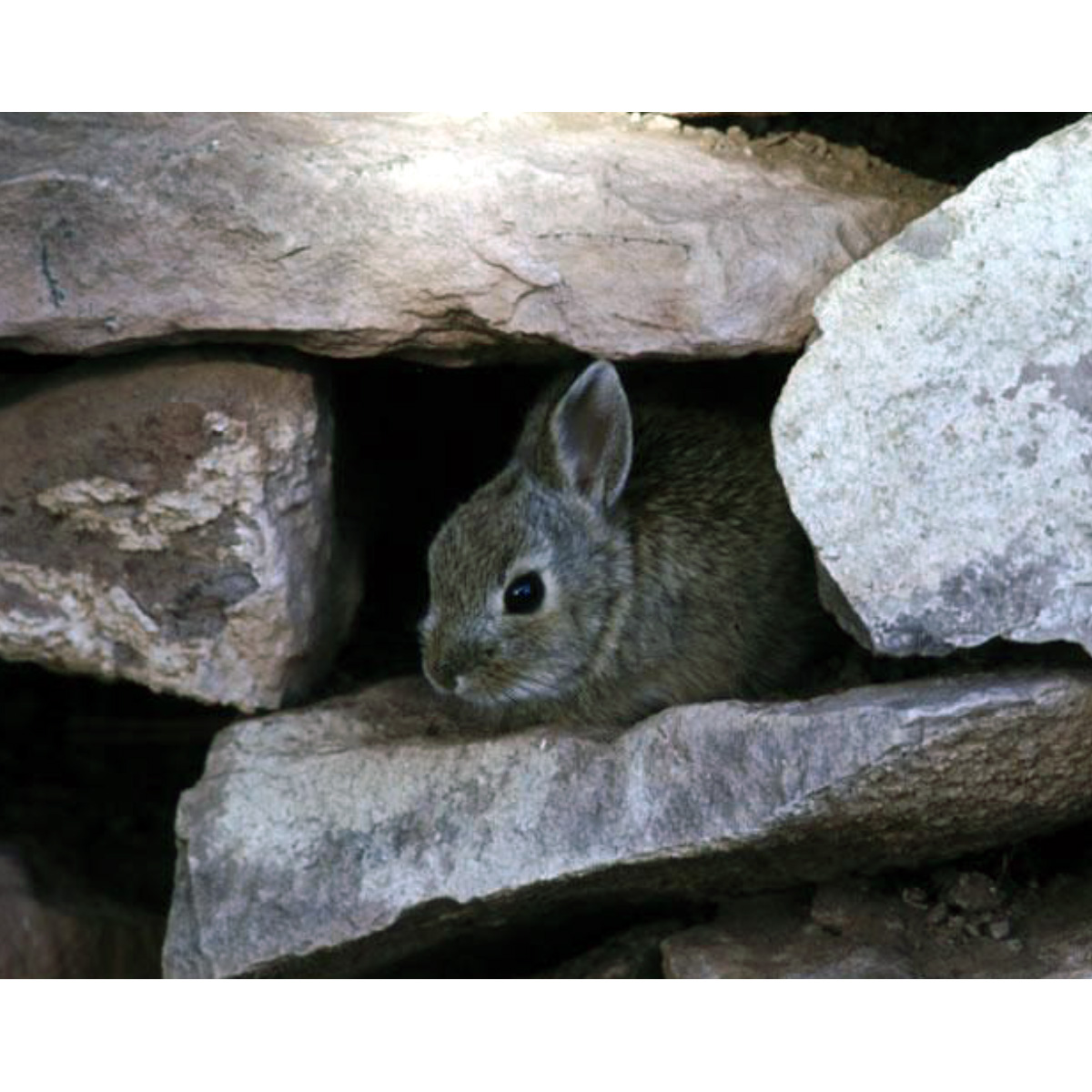 Бирманский заяц (Lepus peguensis) Фото №5