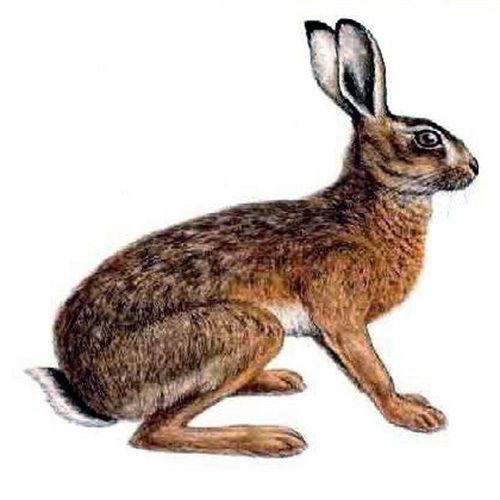 Бирманский заяц (Lepus peguensis) Фото №6