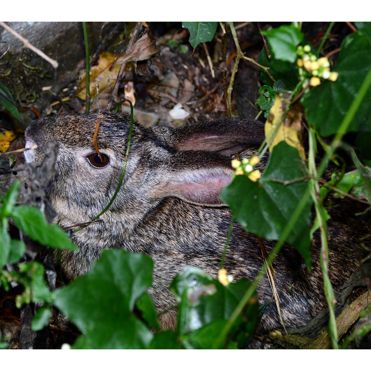 Китайский заяц (Lepus sinensis) Фото №10