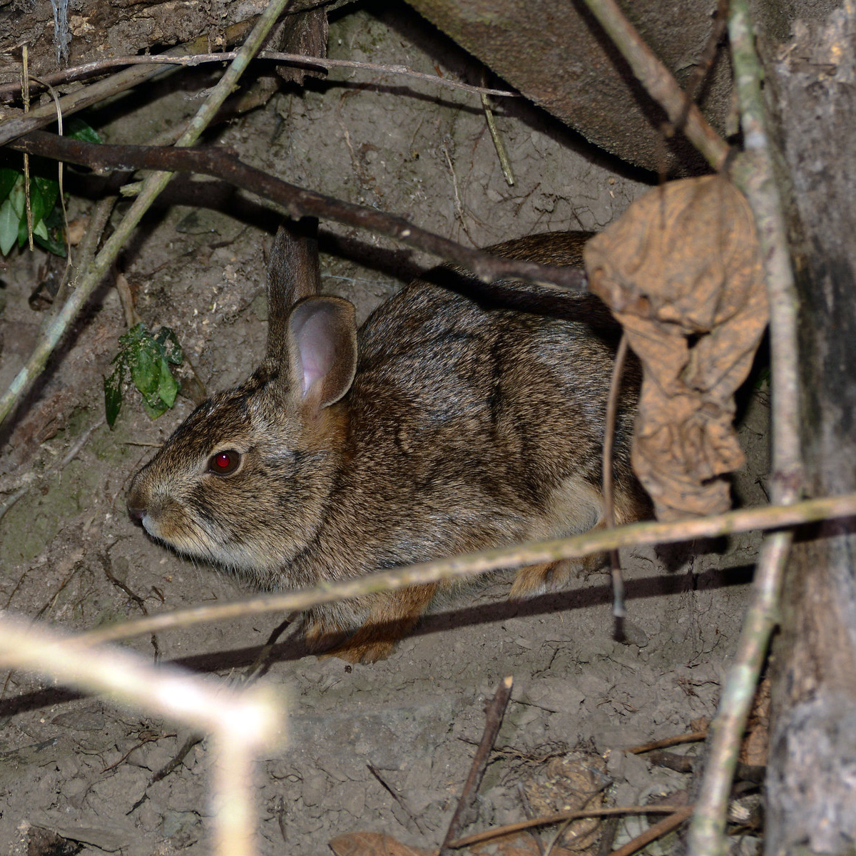 Китайский заяц (Lepus sinensis) Фото №2