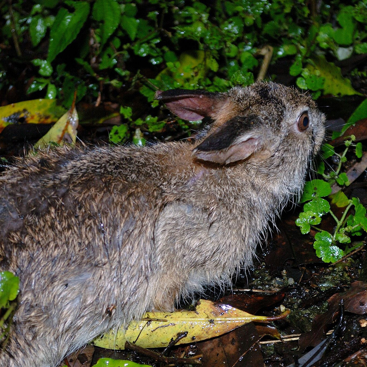 Китайский заяц (Lepus sinensis) Фото №5