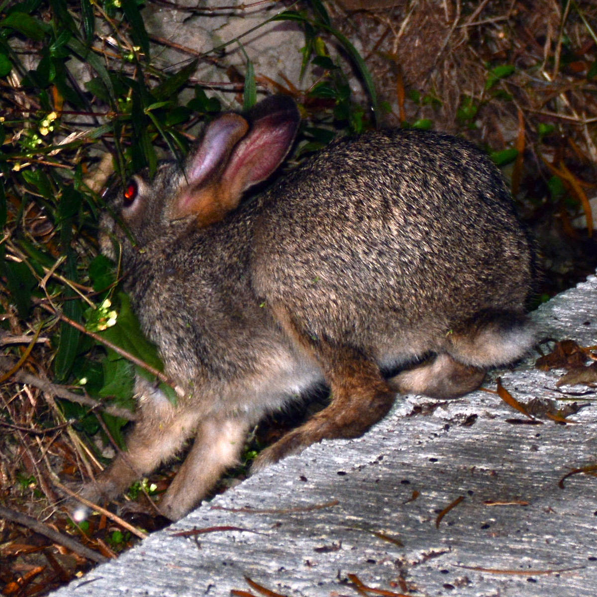 Китайский заяц (Lepus sinensis) Фото №7