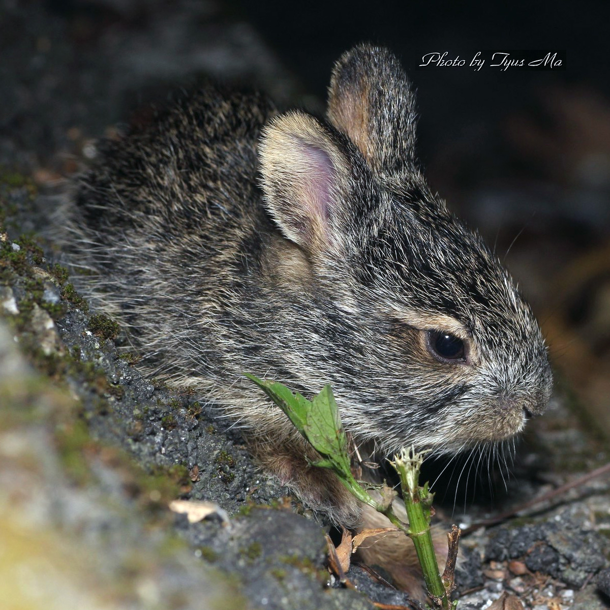 Китайский заяц (Lepus sinensis) Фото №8