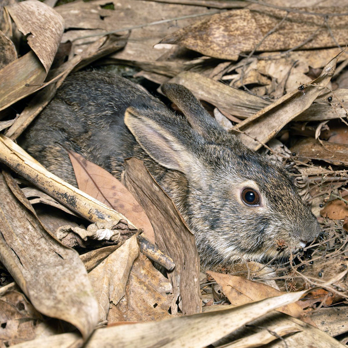 Китайский заяц (Lepus sinensis) Фото №9