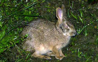 Lepus sinensis formosus