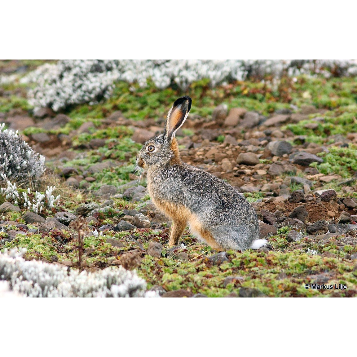 Ethiopian Highland Hare (Lepus starcki) Фото №2