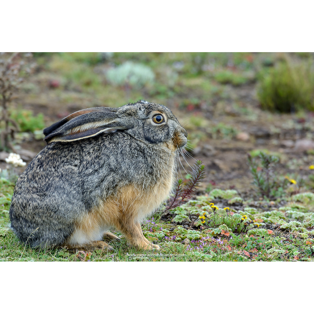 Ethiopian Highland Hare (Lepus starcki) Фото №5