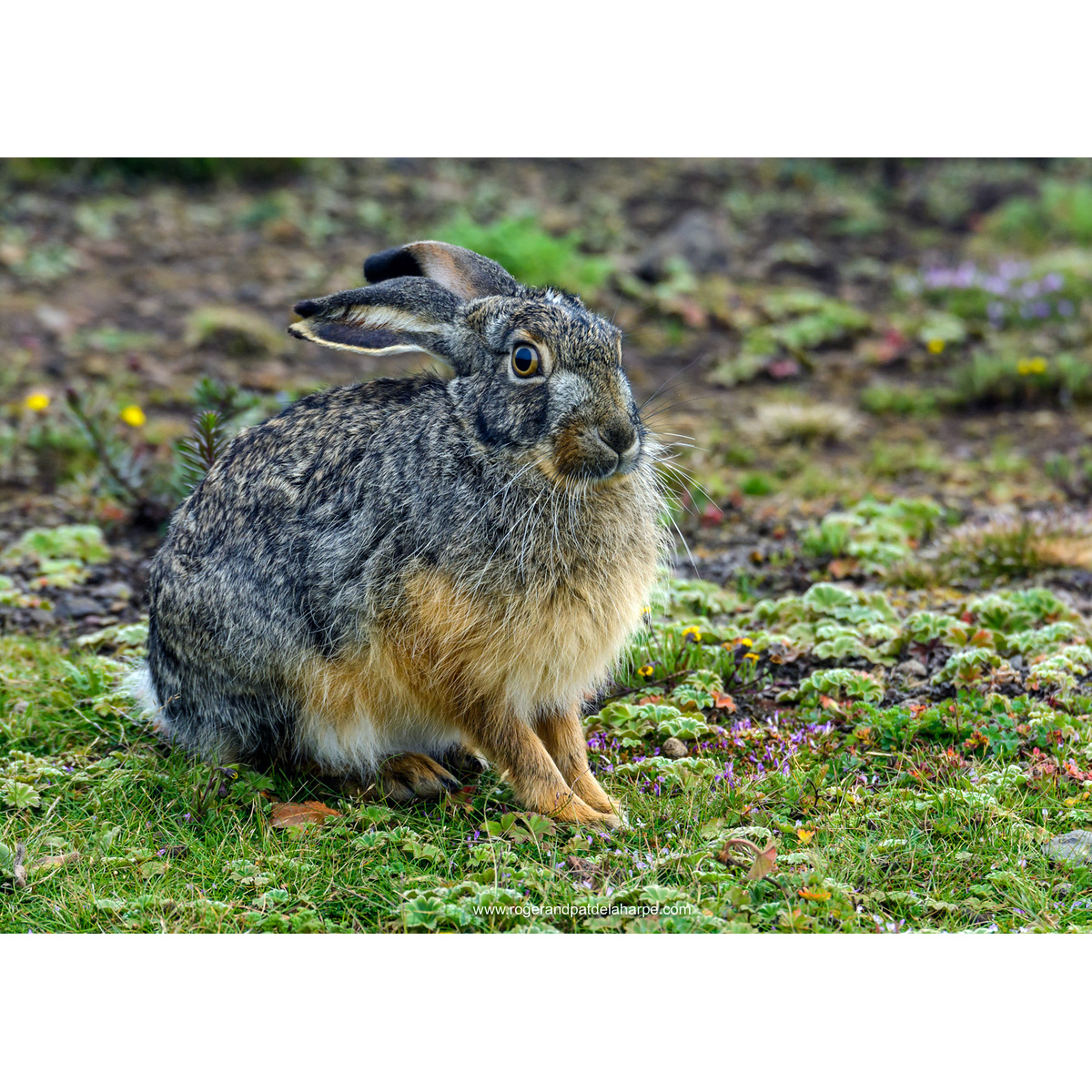 Ethiopian Highland Hare (Lepus starcki) Фото №6