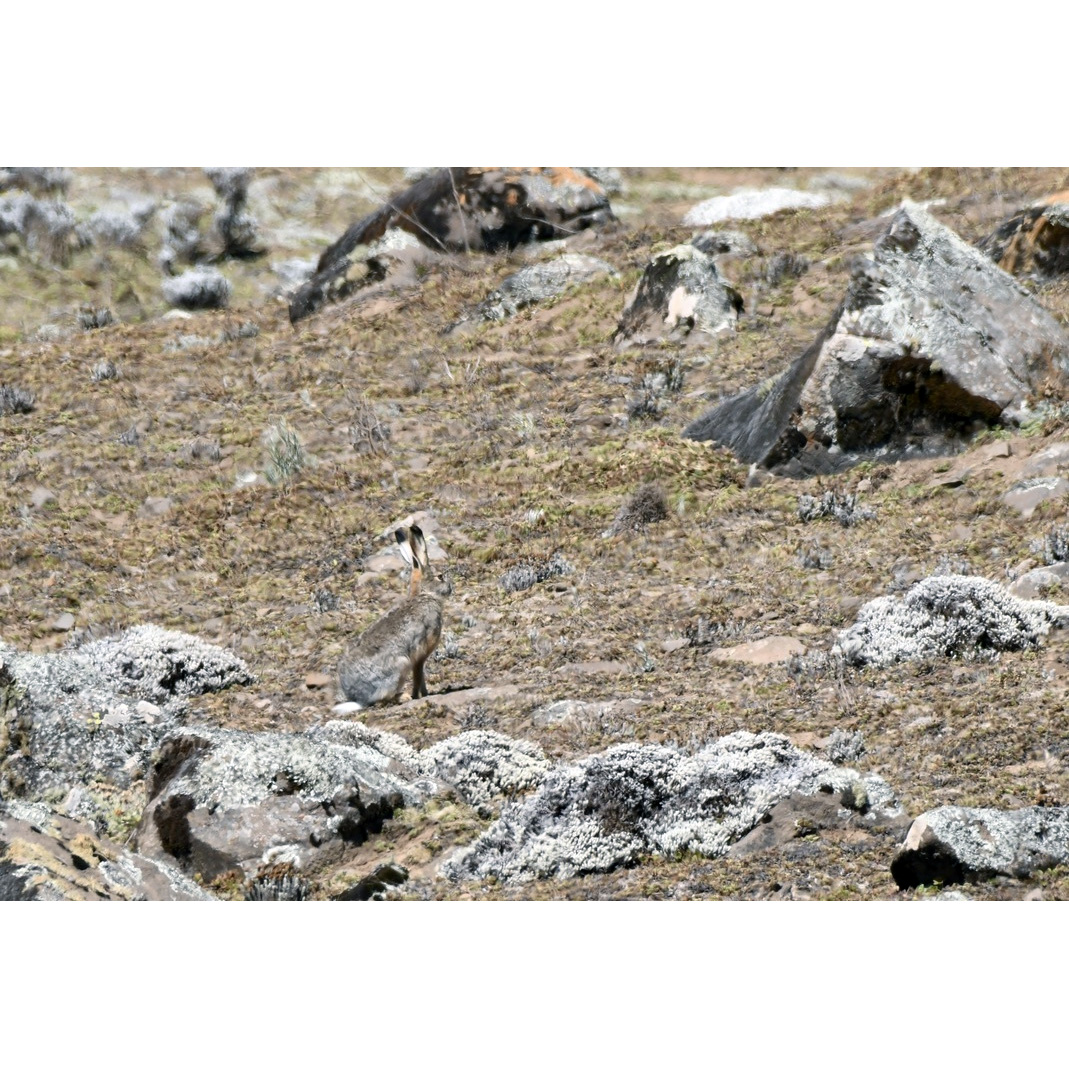 Ethiopian Highland Hare (Lepus starcki) Фото №8
