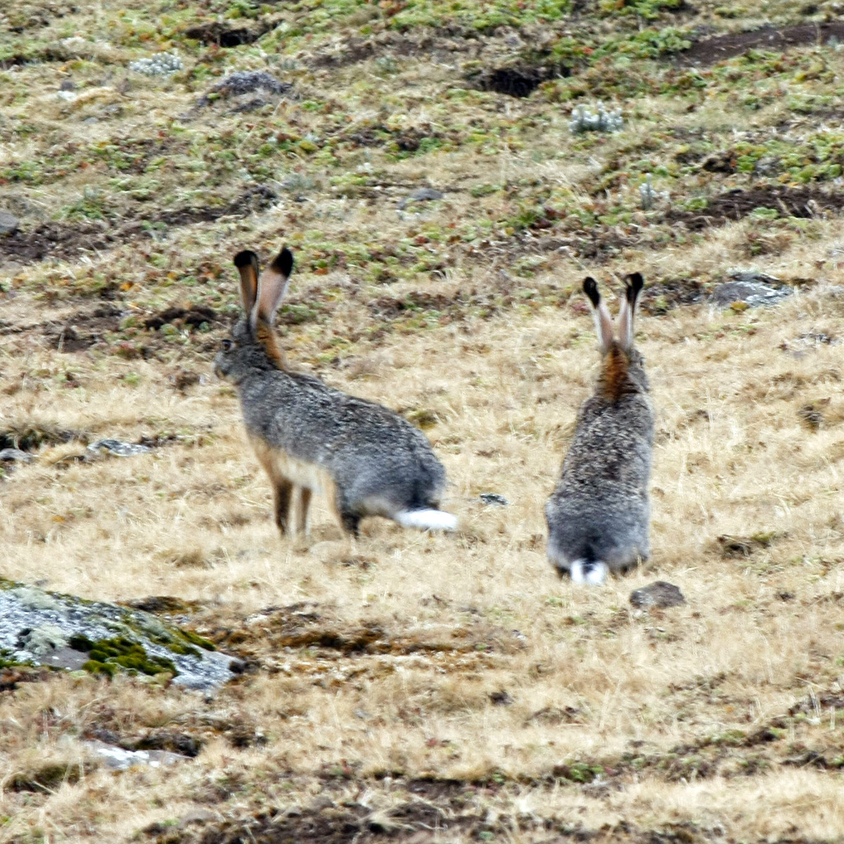 Ethiopian Highland Hare (Lepus starcki) Фото №9