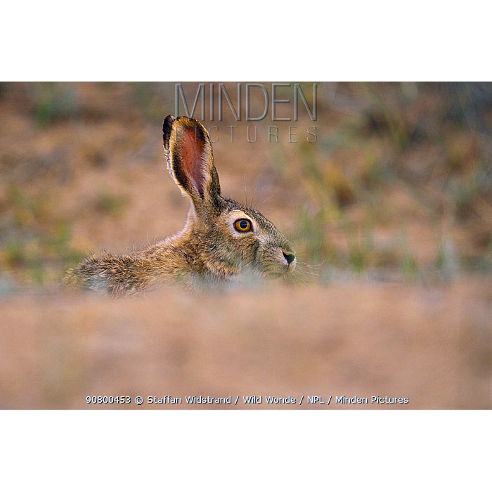 Заяц-песчаник (Lepus tibetanus) Фото №10