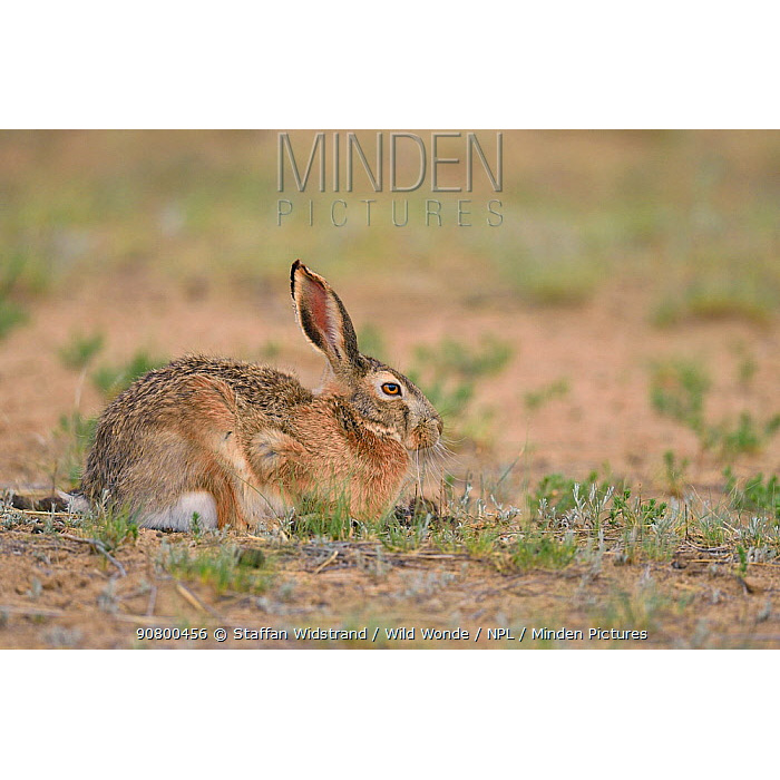 Заяц-песчаник (Lepus tibetanus) Фото №3