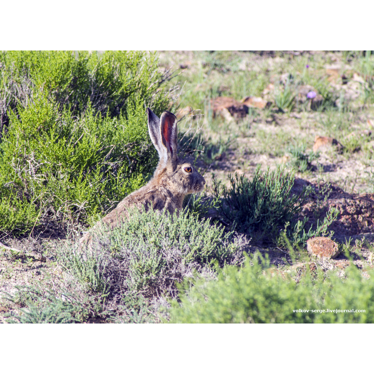 Заяц-песчаник (Lepus tibetanus) Фото №5