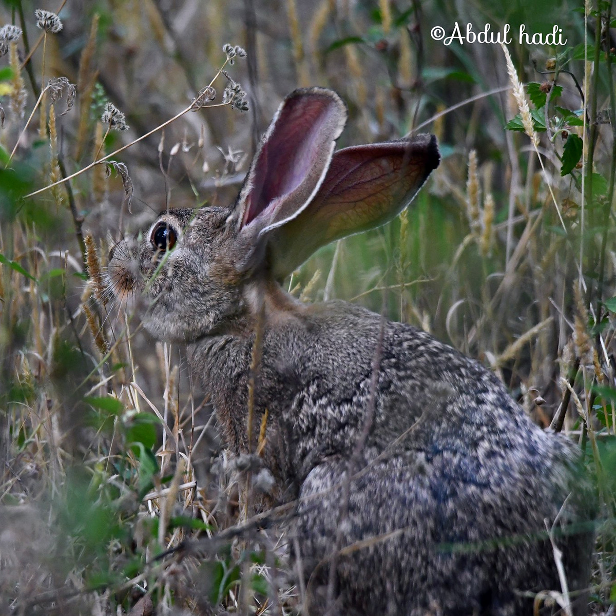 Заяц-песчаник (Lepus tibetanus) Фото №6