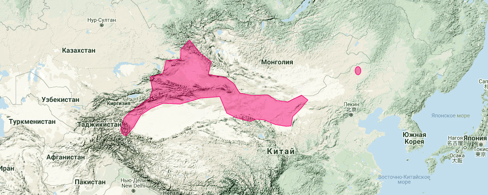 Заяц-песчаник (Lepus tibetanus) Ареал обитания на карте