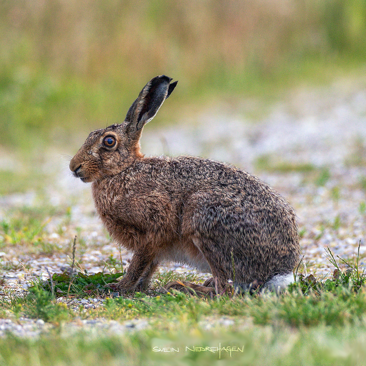 Заяц-беляк (Lepus timidus) Фото №2
