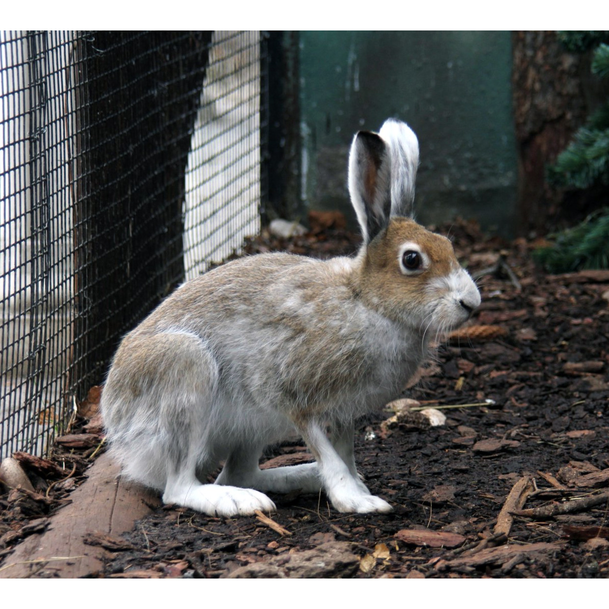Заяц-беляк (Lepus timidus) Фото №3