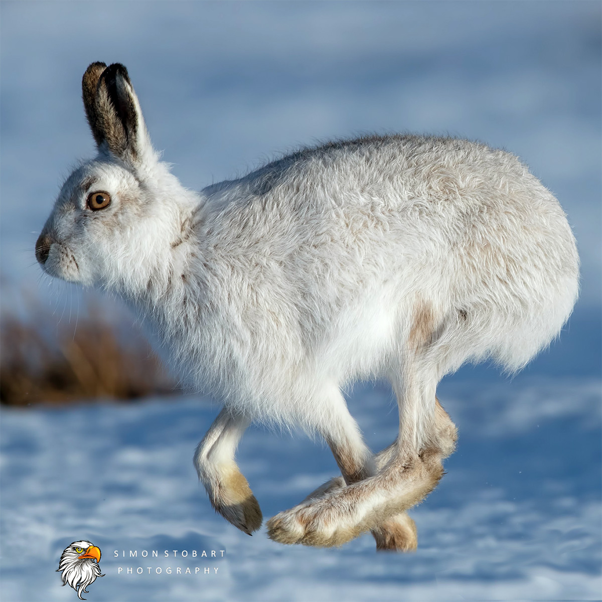 Заяц-беляк (Lepus timidus) Фото №4