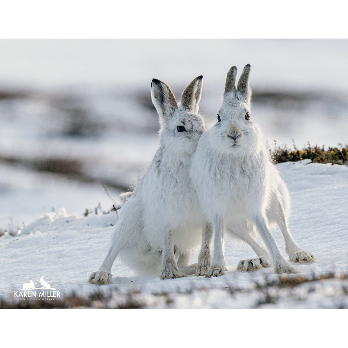 Заяц-беляк (Lepus timidus) Фото №5