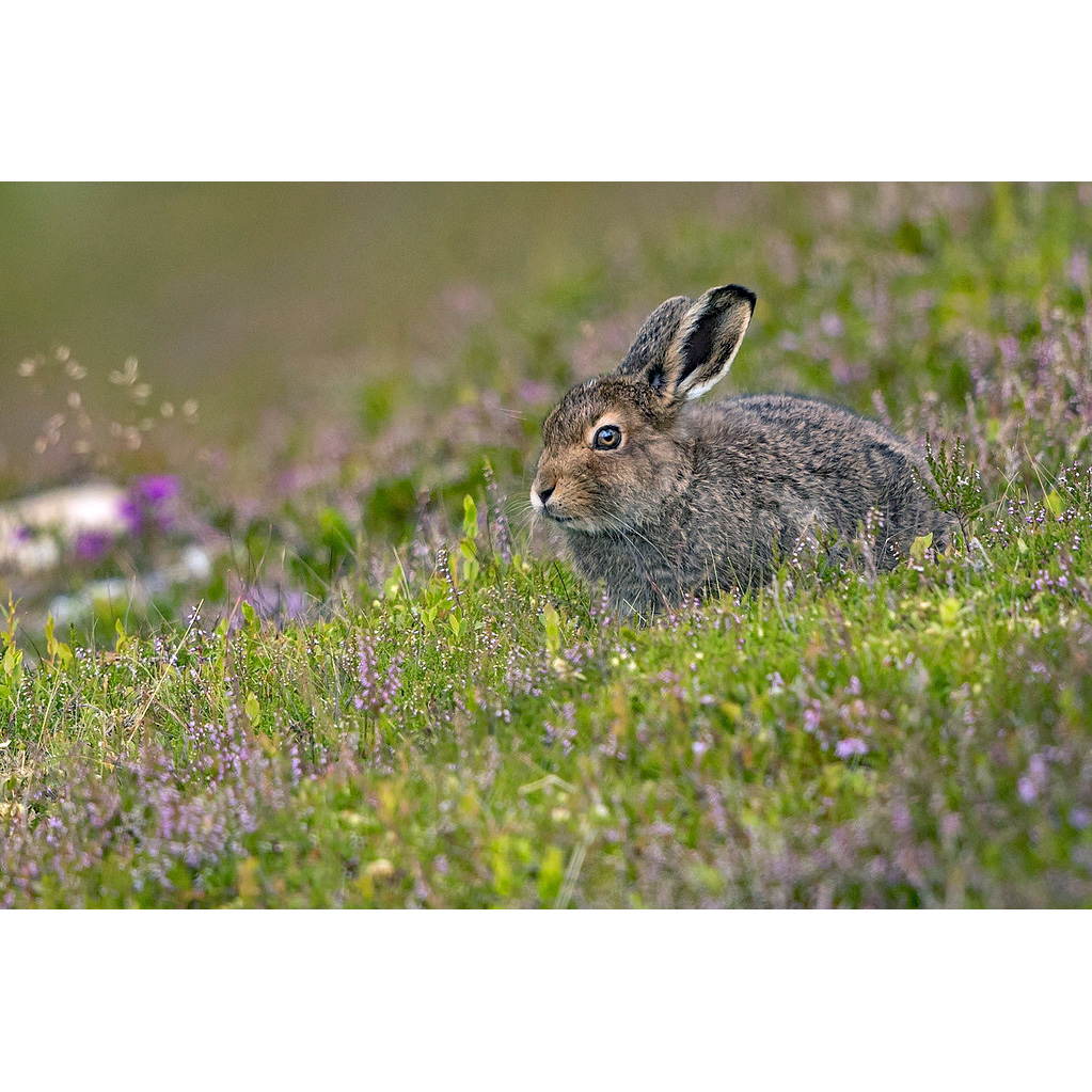 Заяц-беляк (Lepus timidus) Фото №9